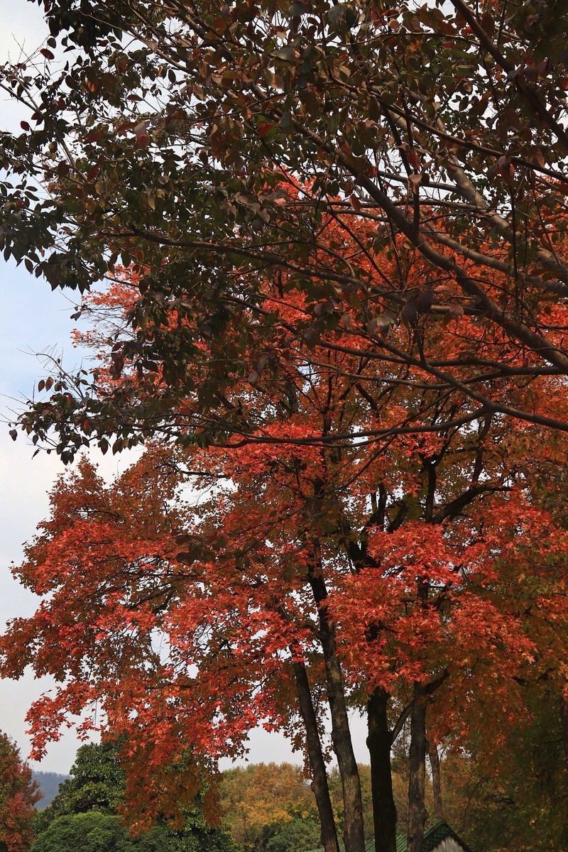 游览南京中山陵风景区