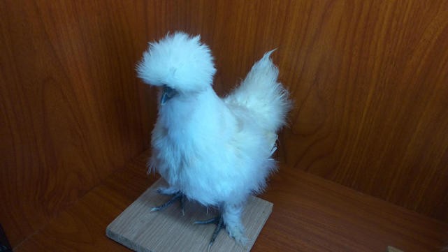 乐视Y2 Pro：国产芯+国产HMS，或许是国产至强百元机