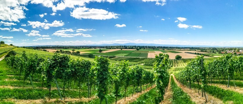 手机秀光影（南德田园风光）