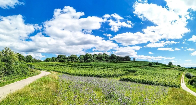 手机秀光影（南德田园风光）