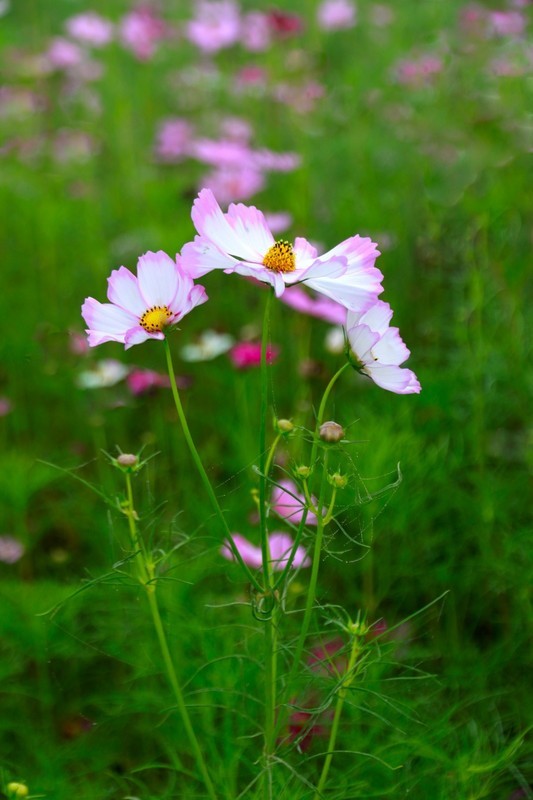 夏日芬芳格桑花(二)