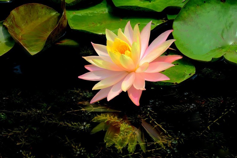 植物园睡莲二