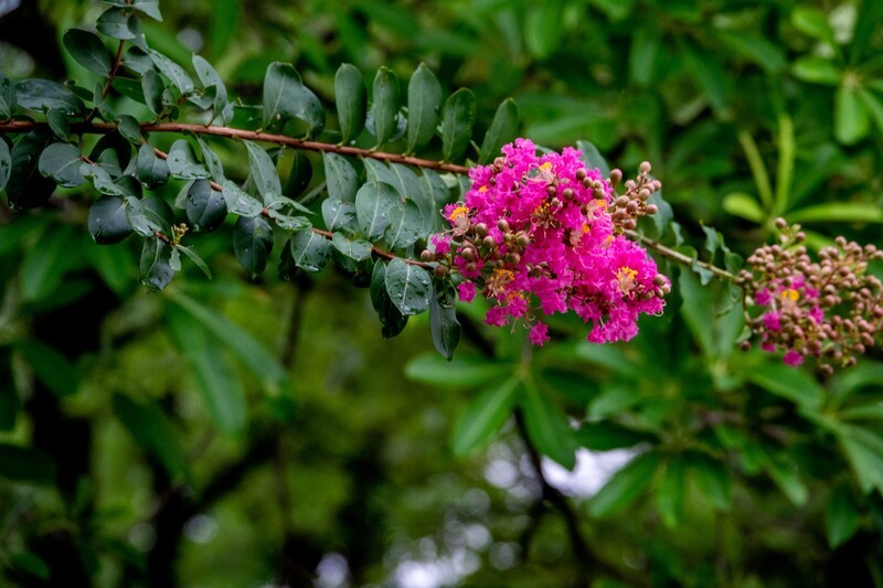 紫微花-1