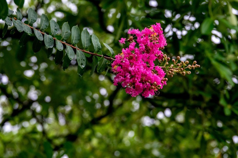 紫微花-1