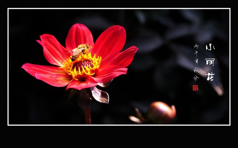蜂蝶偏爱小丽花