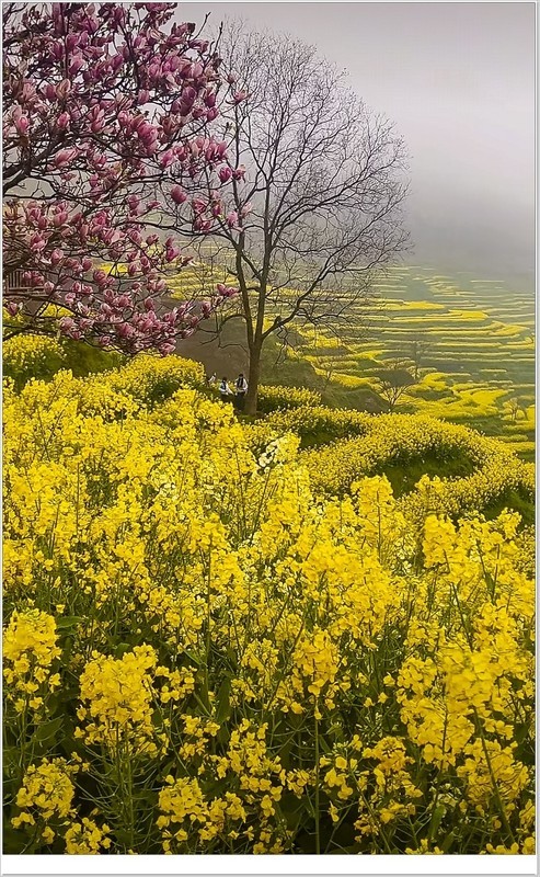 2026年-油菜花开纪实抓拍-0222