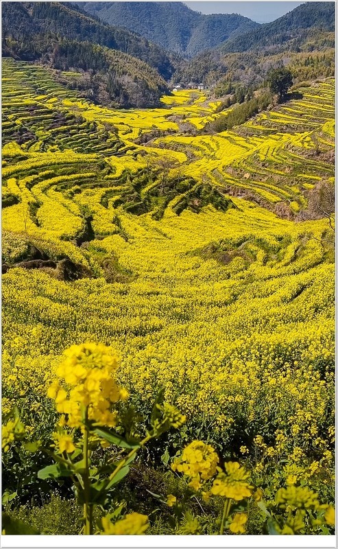 2026年-油菜花开纪实抓拍-0222