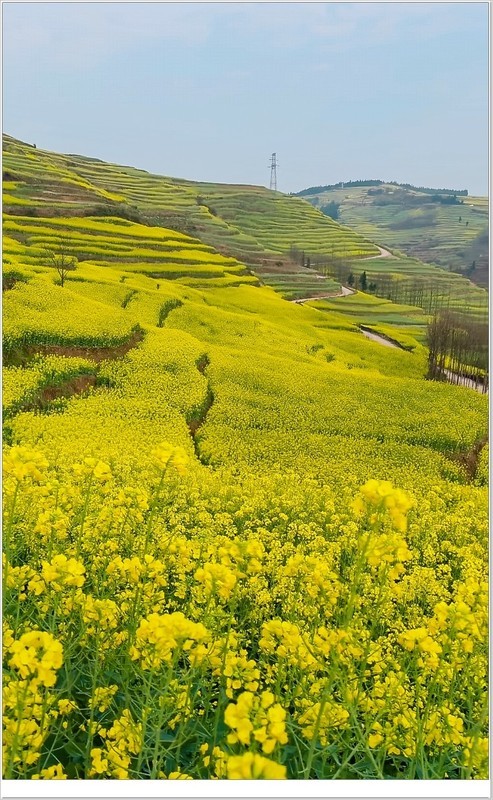 2026年-油菜花开纪实抓拍-0222