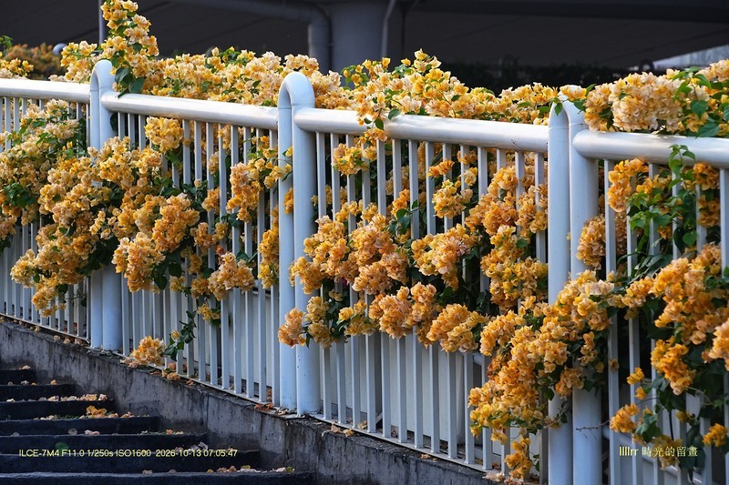 花城廣州之 天橋（四）