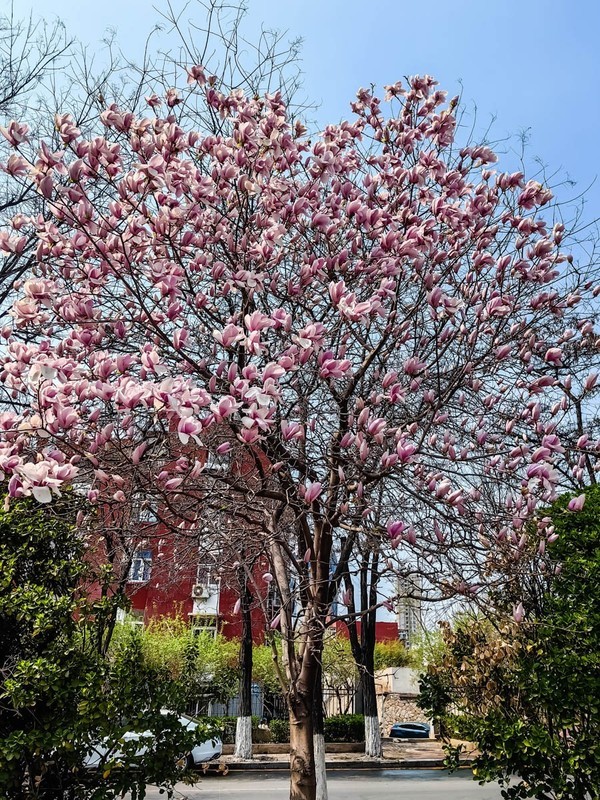 【镜头里】第1637号：朵朵花开迎春来（一）