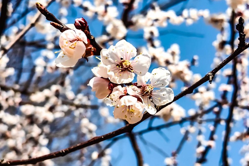 【镜头里】第1637号：朵朵花开迎春来（一）