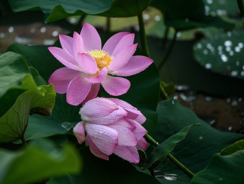 雨荷