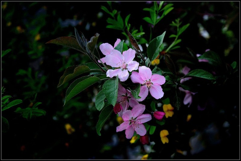 再拍红叶李【3】