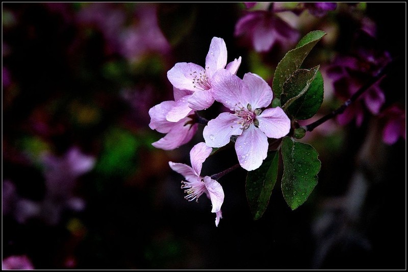 再拍红叶李【3】