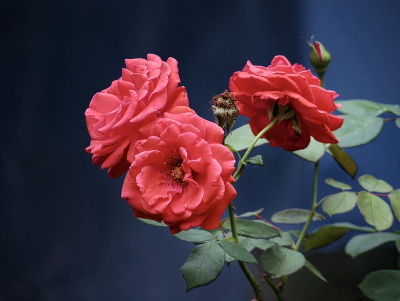 2026130 月 季 花