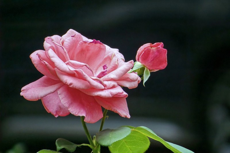 2026130 月 季 花