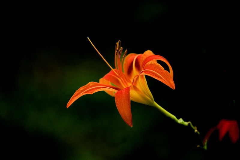 萱草花（续）