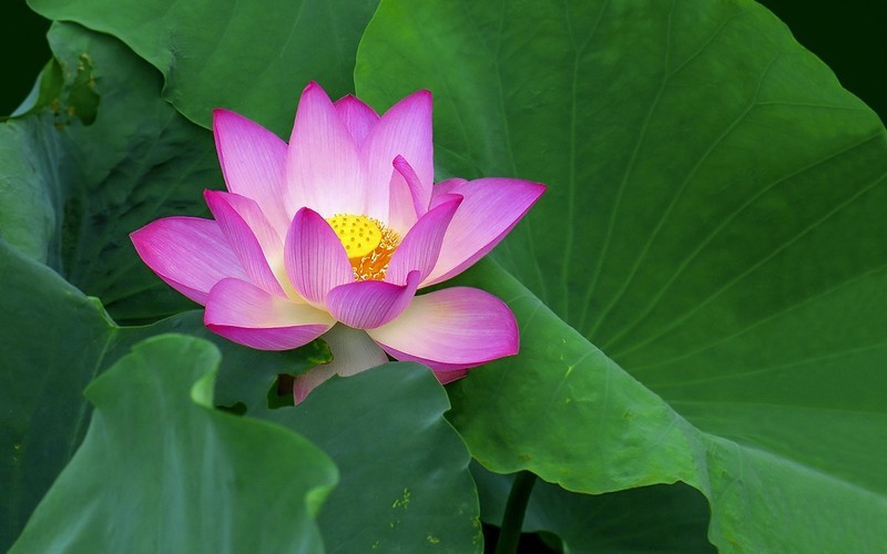 [26309] 流花湖的荷花（11）