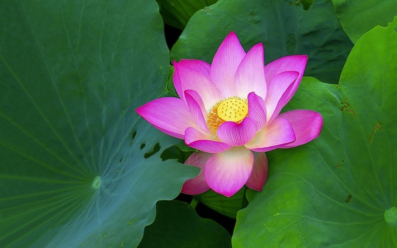 [26309] 流花湖的荷花（11）