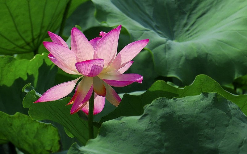 [26309] 流花湖的荷花（11）