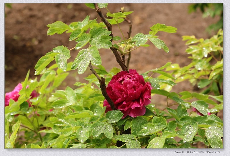 牡丹花【丙午年-070】