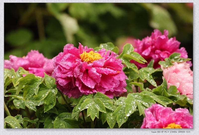 牡丹花【丙午年-070】