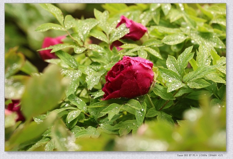 牡丹花【丙午年-070】