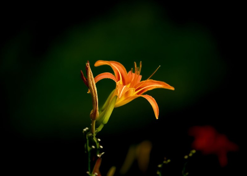 萱草花（3）