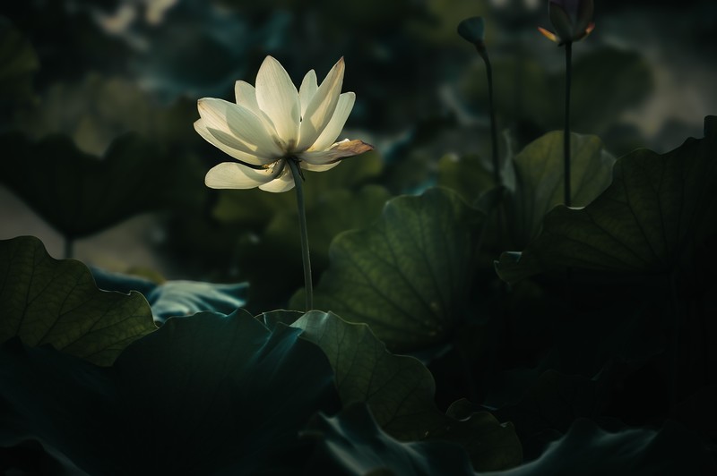 —— 暗荷 ——