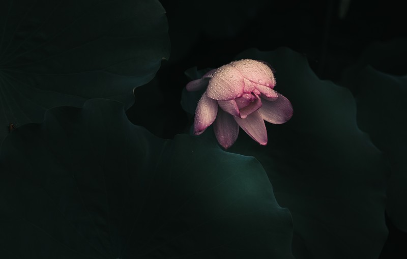 —— 暗荷 ——