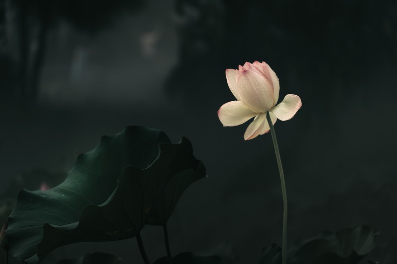 —— 暗荷 ——