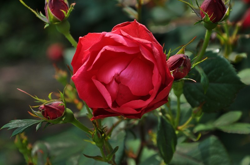 2026花卉植物赏析———月季【2】