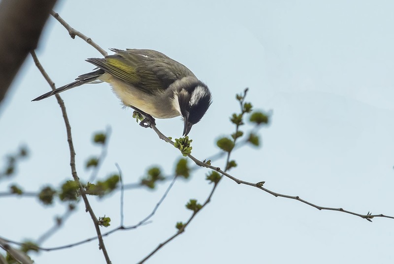 白头翁吃榆钱（2）