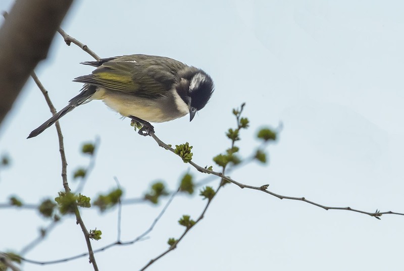 白头翁吃榆钱（2）