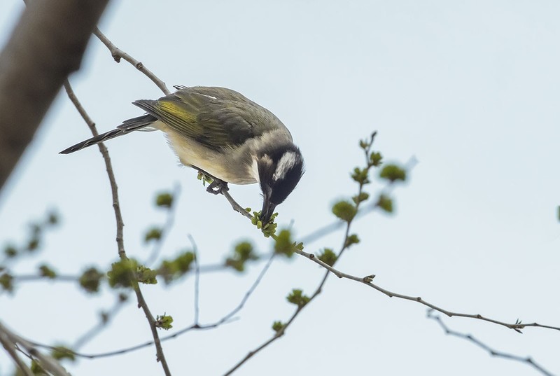 白头翁吃榆钱（2）