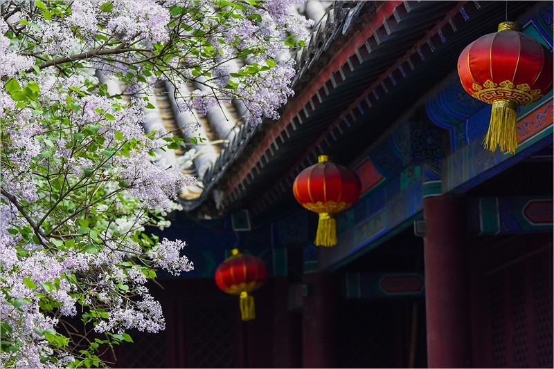 2026年第0237贴 - 北京法源寺丁香花纪实（0411）