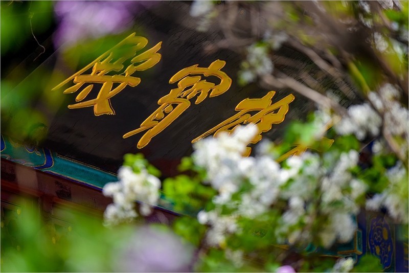 2026年第0238贴 - 北京法源寺丁香花纪实（0411）