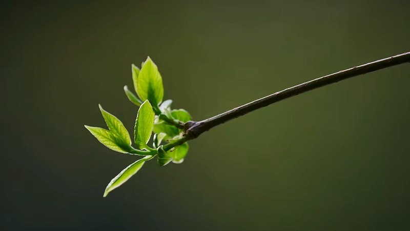 绿枝发新芽