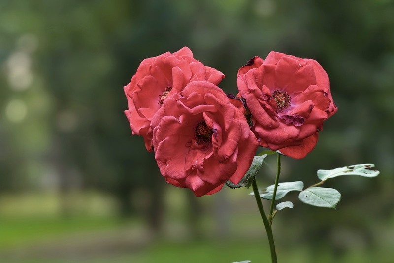 2026133 月 季 花