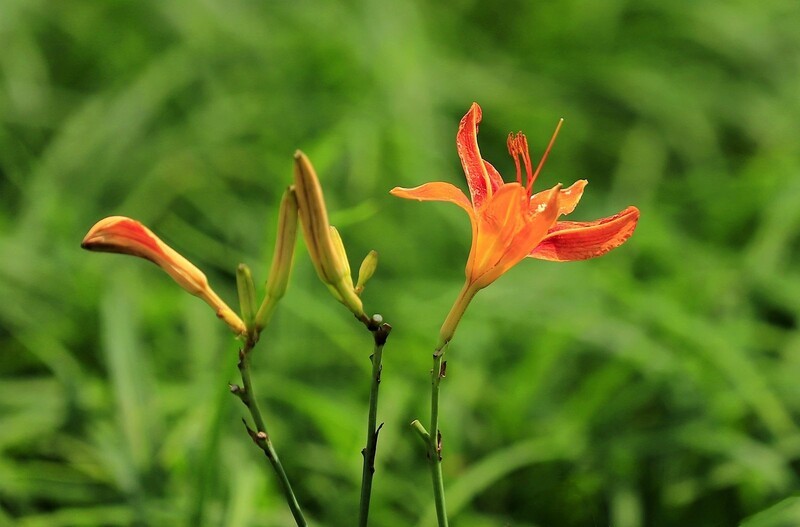 萱草花 (10)