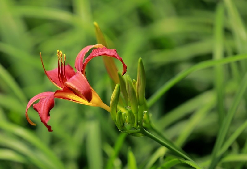 萱草花 (10)