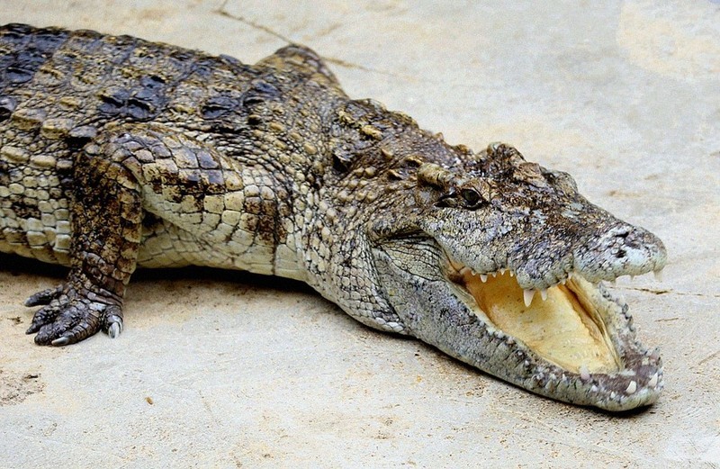 1321【不老松：纪实摄影】《异国风情录》三国演义：新加坡、马來西亚、泰国游记！(18)