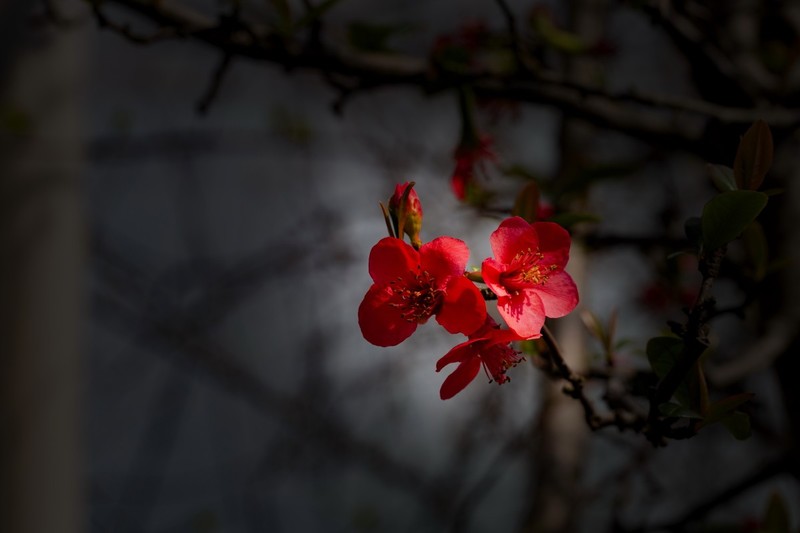 橘子洲拍海棠花