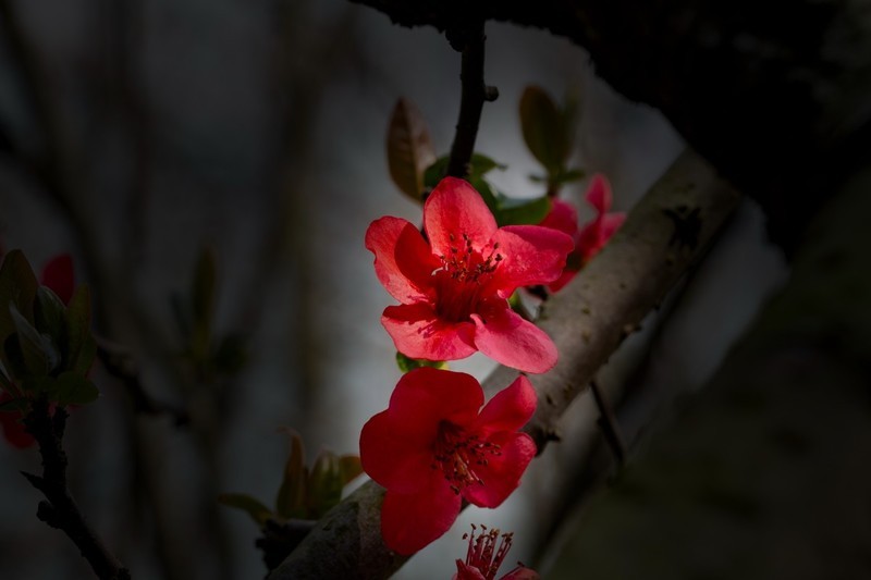 橘子洲拍海棠花