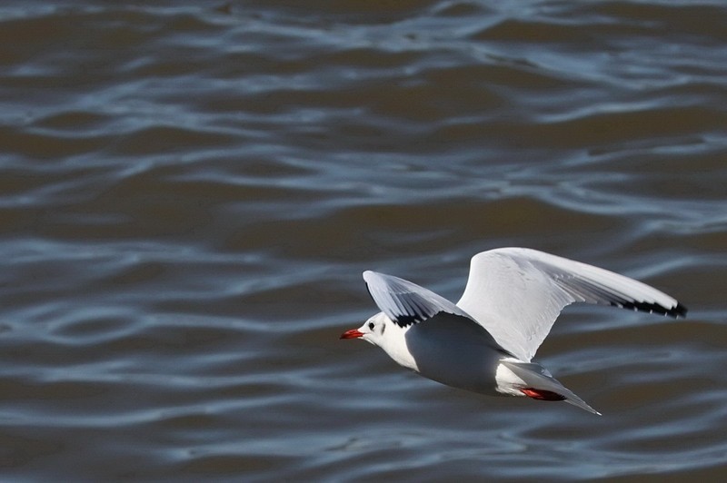 松花江江鸥          12