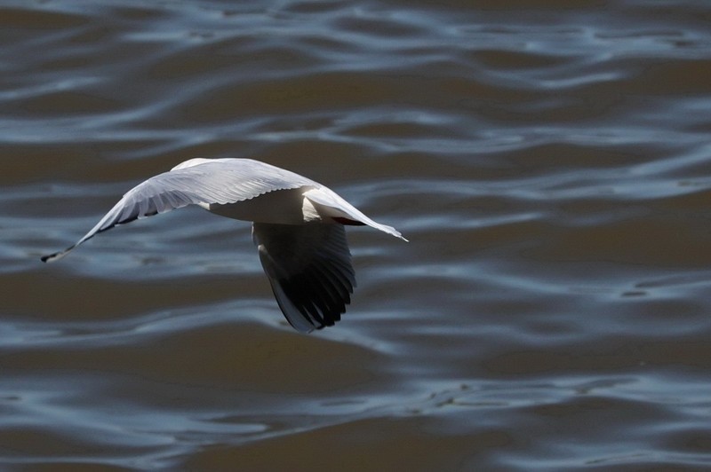 松花江江鸥          12