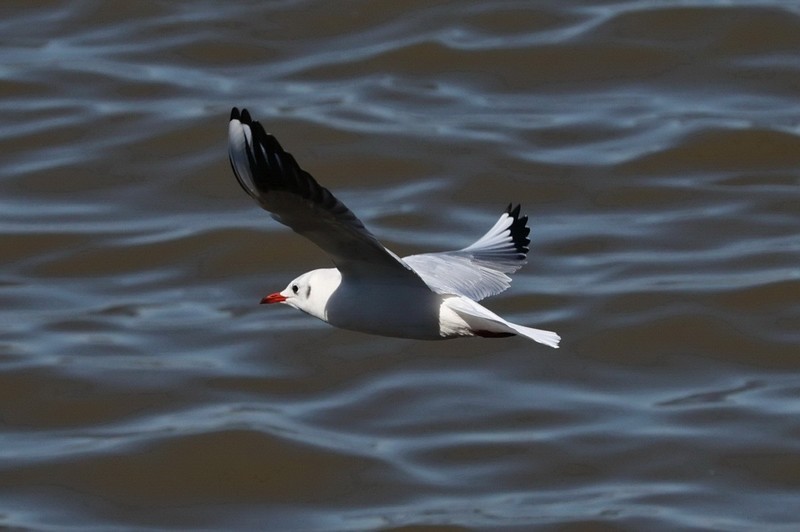 松花江江鸥          12
