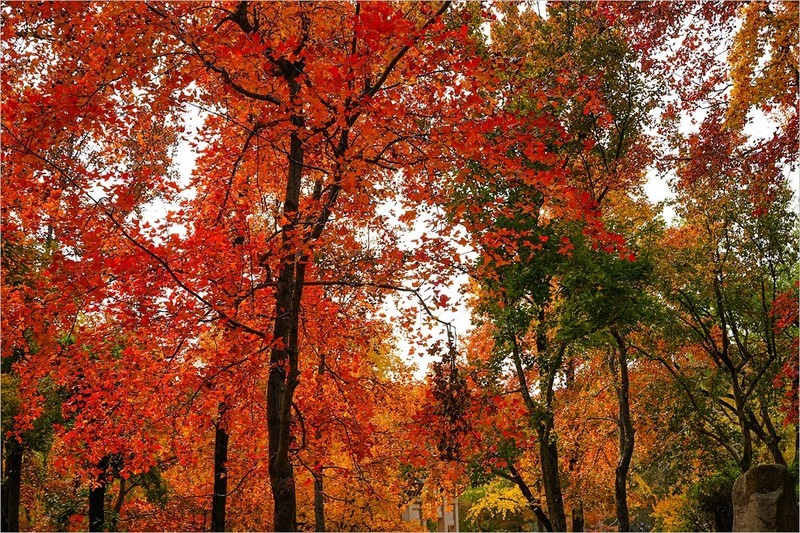 2026年第0020贴-苏州天平山红枫季旅拍（0107）