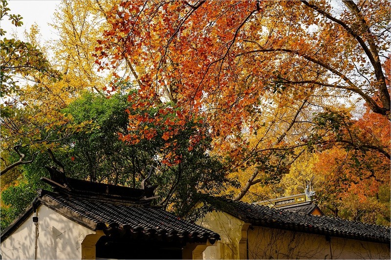 2026年第0020贴-苏州天平山红枫季旅拍（0107）