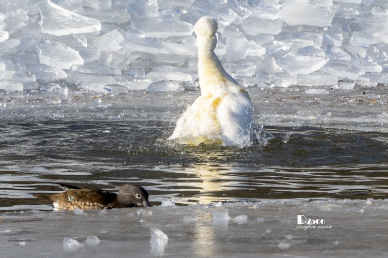 翡翠蓝湾禽鸟园（9）